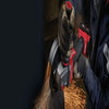 bf78e76c44f31b1056174d533aadfc0c.png